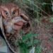 Coruja-buraqueira e bicho-preguiça são resgatados em Manaus