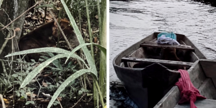 Pitbull é resgatado em estado grave após ser abandonado em estrada de Maués; vídeo