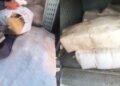 Cerca de 300 kg de drogas são apreendidos no Lago Azul