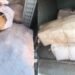 Cerca de 300 kg de drogas são apreendidos no Lago Azul