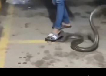 Homem se desespera após pisar na cabeça de cobra e ser surpreendido pela reação do animal