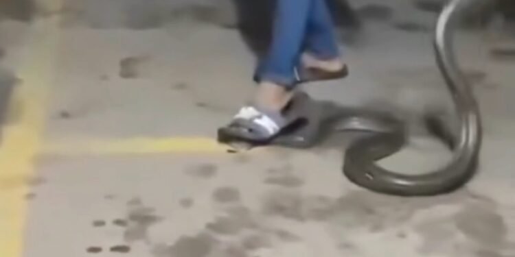 Homem se desespera após pisar na cabeça de cobra e ser surpreendido pela reação do animal
