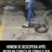 Homem se desespera após pisar na cabeça de cobra e ser surpreendido pela reação do animal