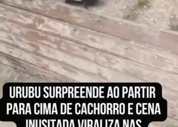 Urubu surpreende ao partir para cima de cachorro e cena inusitada viraliza nas redes sociais
