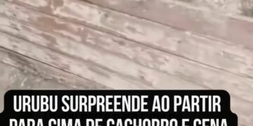 Urubu surpreende ao partir para cima de cachorro e cena inusitada viraliza nas redes sociais