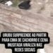 Urubu surpreende ao partir para cima de cachorro e cena inusitada viraliza nas redes sociais
