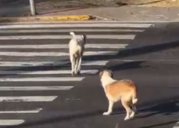 Cães esperam o sinal fechar e atravessam na faixa de pedestres em Manaus