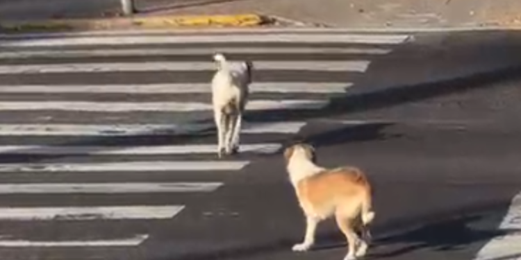 Cães esperam o sinal fechar e atravessam na faixa de pedestres em Manaus