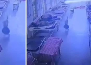 Cachorro pega bolsa com R$ 21 mil em joias e foge de hospital; câmeras entregam o “ladrão”