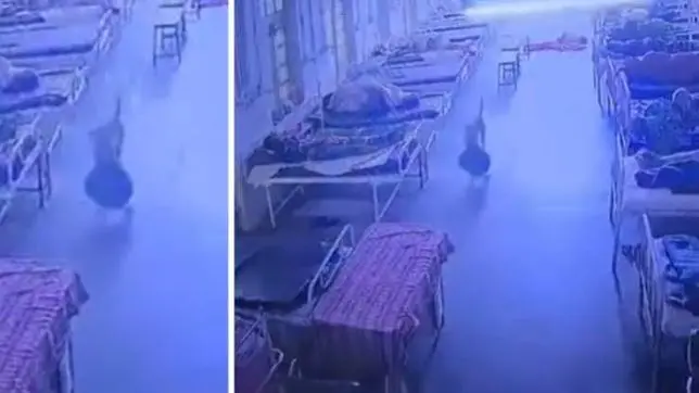 Cachorro pega bolsa com R$ 21 mil em joias e foge de hospital; câmeras entregam o “ladrão”