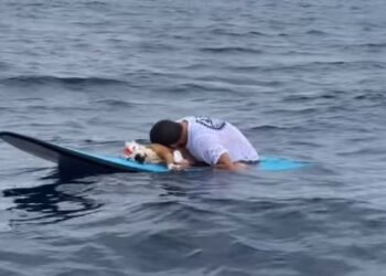 Triste homenagem em pracha de surfe a cão morto emociona;