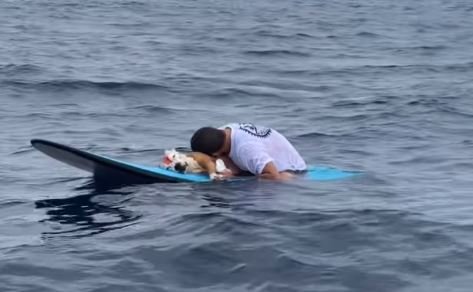 Triste homenagem em pracha de surfe a cão morto emociona;