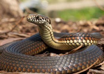 Criador de aves leva susto ao encontrar cobra devorando ovos e tenta retirar réptil do ninho