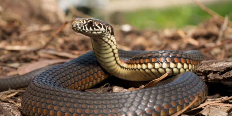 Criador de aves leva susto ao encontrar cobra devorando ovos e tenta retirar réptil do ninho