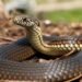 Criador de aves leva susto ao encontrar cobra devorando ovos e tenta retirar réptil do ninho