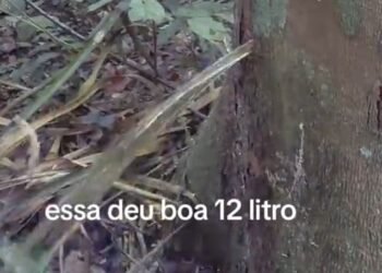 Vídeo que mostra a extração do óleo de copaíba na Amazônia impressiona;