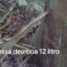 Vídeo que mostra a extração do óleo de copaíba na Amazônia impressiona;