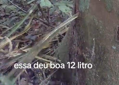 Vídeo que mostra a extração do óleo de copaíba na Amazônia impressiona;