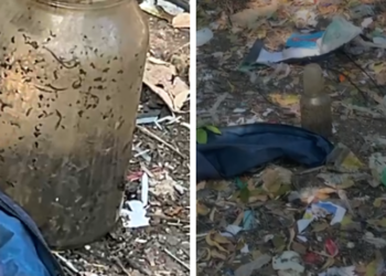Material com aparência de feto é encontrado em terreno baldio no Aleixo