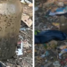 Material com aparência de feto é encontrado em terreno baldio no Aleixo