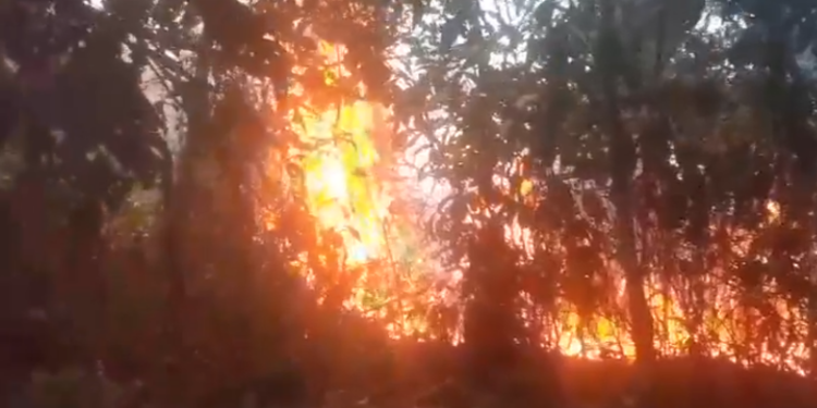 incêndio consome área de mata e assusta moradores em Caapiranga no AM