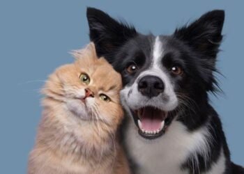 Veterinária orienta sobre prevenção de parasitas em cães e gatos
