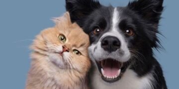 Veterinária orienta sobre prevenção de parasitas em cães e gatos