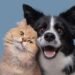 Veterinária orienta sobre prevenção de parasitas em cães e gatos