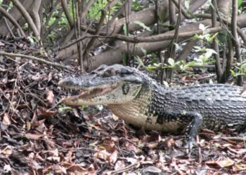 Mulher pesca jacaré-açu em malhadeira e revela que animal será o almoço
