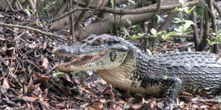Mulher pesca jacaré-açu em malhadeira e revela que animal será o almoço