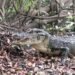 Mulher pesca jacaré-açu em malhadeira e revela que animal será o almoço