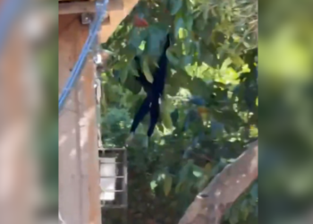 Macaco-aranha vira visitante frequente e preocupa moradores na zona sul de Manaus