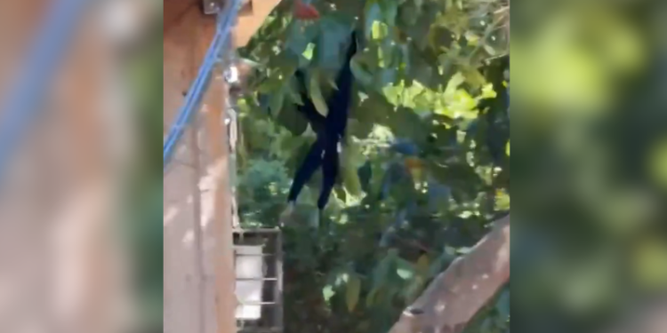 Macaco-aranha vira visitante frequente e preocupa moradores na zona sul de Manaus