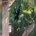 Macaco-aranha vira visitante frequente e preocupa moradores na zona sul de Manaus