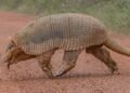 Tatu-canastra gigante é flagrado caminhando às margens da br-070