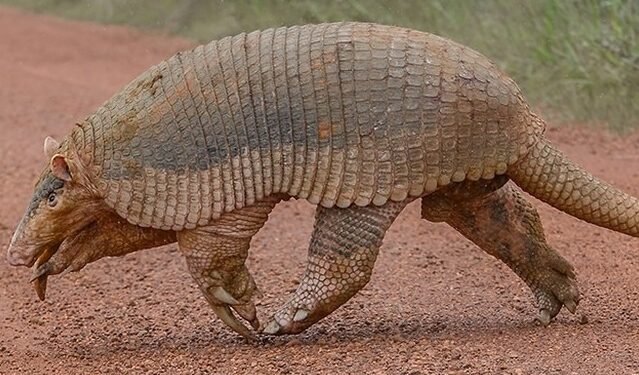 Tatu-canastra gigante é flagrado caminhando às margens da br-070