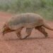 Tatu-canastra gigante é flagrado caminhando às margens da br-070