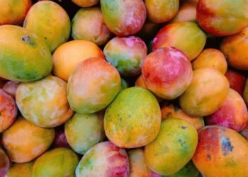 Vizinho coloca rede ao redor de mangueira para impedir que outros moradores peguem os frutos
