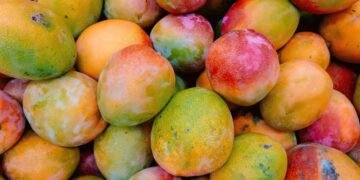 Vizinho coloca rede ao redor de mangueira para impedir que outros moradores peguem os frutos