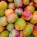 Vizinho coloca rede ao redor de mangueira para impedir que outros moradores peguem os frutos
