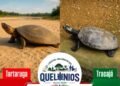 Juruá estreia Festival dos Quelônios com duelo de Tartaruga e Tracajá e estrelas de Parintins