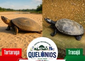 Juruá estreia Festival dos Quelônios com duelo de Tartaruga e Tracajá e estrelas de Parintins