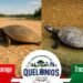 Juruá estreia Festival dos Quelônios com duelo de Tartaruga e Tracajá e estrelas de Parintins