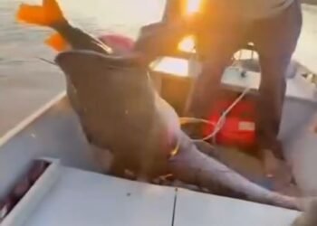 Pescadores acham surubim gigante agonizando com piranha na goela;