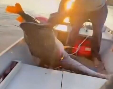 Pescadores acham surubim gigante agonizando com piranha na goela;