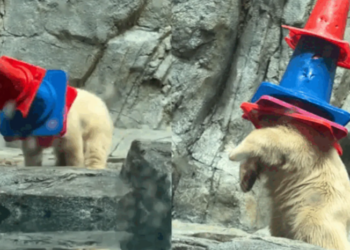 Filhote de urso-polar transforma cones de trânsito em brinquedos e diverte visitantes no Japão