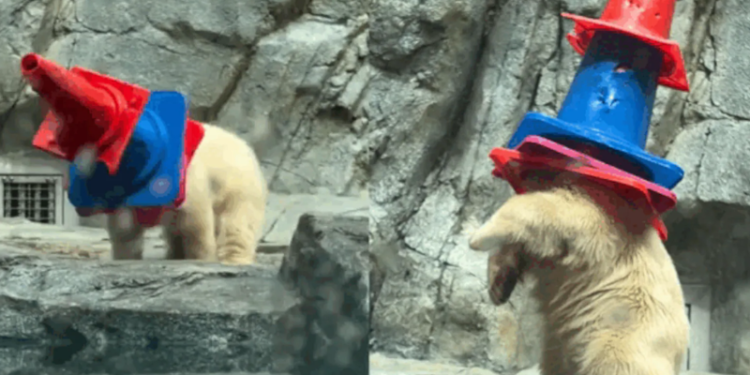 Filhote de urso-polar transforma cones de trânsito em brinquedos e diverte visitantes no Japão