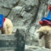 Filhote de urso-polar transforma cones de trânsito em brinquedos e diverte visitantes no Japão