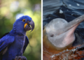 Arara-azul-grande e tucuxi entram na lista de animais ameaçados de extinção