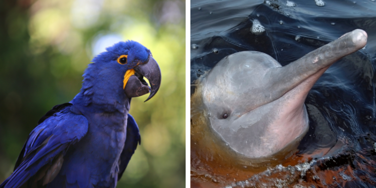 Arara-azul-grande e tucuxi entram na lista de animais ameaçados de extinção